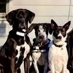 Hank, Finn, & Bell - @troublemaker_trio - Instagram