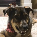 Hank the Big Bad Wolf Bell - @bigbadwolfhank - Instagram