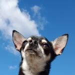 Hank&Bella - @chihuahua_named_hank - Instagram