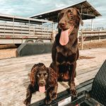 Hank and Reba Bennett - @the.bennett.pups - Instagram