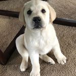 Hank Bennett - @hank.the.white.lab_ - Instagram