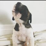 Hank Bennett ( Presa Canario) - @hank.presa - Instagram