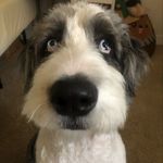 Sunday and Hank Bennett 🐕🐕 - @sundayandhank - Instagram