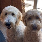 Sullivan & Hank Berry - @sullyhank.doodle - Instagram