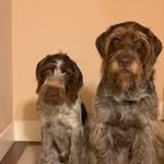 hank & birdie - @hank.birdie.gwps - Instagram