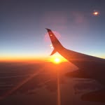 Hank Bird - @hank.bird1 - Instagram