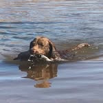 Hank Porter Castleton - @hank_birddog - Instagram