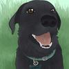 Hank - @hanktheblacklab - TikTok