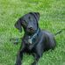 Hank The Black Lab - Facebook