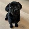 Hank the Black Lab - @goodboyhank - TikTok