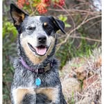 Hank Blake - @hankthehealerheeler - Instagram
