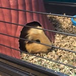 Hank - @hank_and_a_blank - Instagram