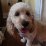 Hank - @hankbowen1019 - Instagram