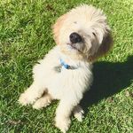Hank the Doodle - @hankythedoodlebowen - Instagram