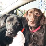paisley+hank - @thebranchypups - Instagram