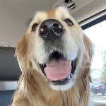 Hank and Brooks - @urfavdogs2024 - Instagram