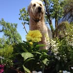 Hank Brown - @hankersthedoodle - Instagram