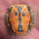 Hank Burch - @hankburch - Instagram