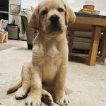 Hank the Tank Bush - @chillin.with.hank - Instagram