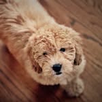 Hank Byrd - @hanky_dooodle - Instagram