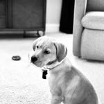 Hank Carpenter - @hankeedoodledandy - Instagram