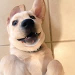 Hank the Tank Carpenter - @hanky_pankyy - Instagram