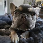 Hank Carrington - @hankcarrington420 - Instagram