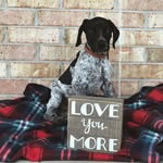 Hank The GSP - @hank_carr_gsp - Instagram
