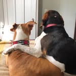 Hank and Casey - @hankseylove - Instagram