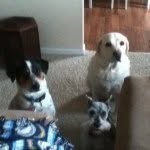 Reggie Hank, Casey, And Taco - @hank_and_friends - Instagram