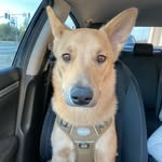 Hank / Chow Money - @hank_themut - Instagram