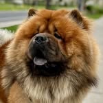 Hank 🧸 - @chowhankchow - Instagram
