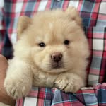 Hank - @hank__the__chowbear - Instagram