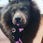 Hank Mccoy - @hankchowchow - Instagram
