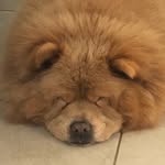 Hank Spielberg - @hank_the_chow - Instagram