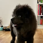 @hank_the_chowchow - Instagram
