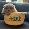 HanktheChow - @hankthechow - TikTok