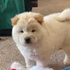 Hank.the.Chow - @_hank.the.chow_ - TikTok