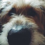 Hank - @the_real_hank_clement - Instagram