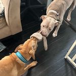 Georgie & Hank Collins - @hankandgeorgina - Instagram