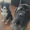 Hank and Collins  - @collinsandhank2018 - TikTok