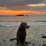Hank Collins - @hank_the_tank_collins - Instagram