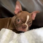 Hank Collins - @hank.thetank.collins - Instagram