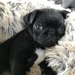 Hank Conner - @officialhankthepug - Instagram