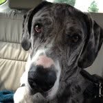 Hank Conrad - @hank_greatdane - Instagram