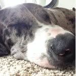 Hank Conrad - @hanky_great_dane - Instagram
