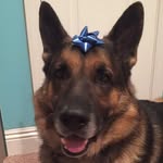 Hank Cooley - @gsd_hank.c - Instagram