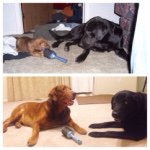 Crow, Hank, Charlie & Sissy - @crowandhank - Instagram