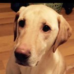 Hank Davidson - @hankythelab - Instagram