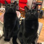 Hank & Dean - @hankdean - Instagram